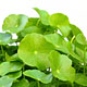 centella