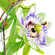 passionflower